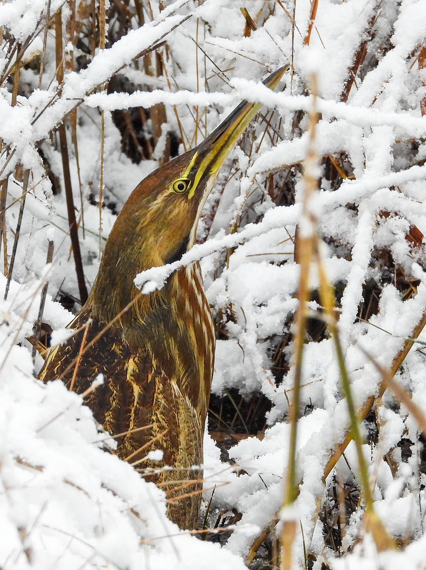 1st PrizeOpen Nature In Class 1 By Candi Taylor For Snowy Bittern FEB-2026.jpg